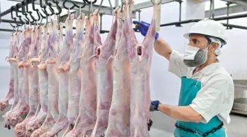 مقاصب دبي تستقبل 11022 أضحية في يومين